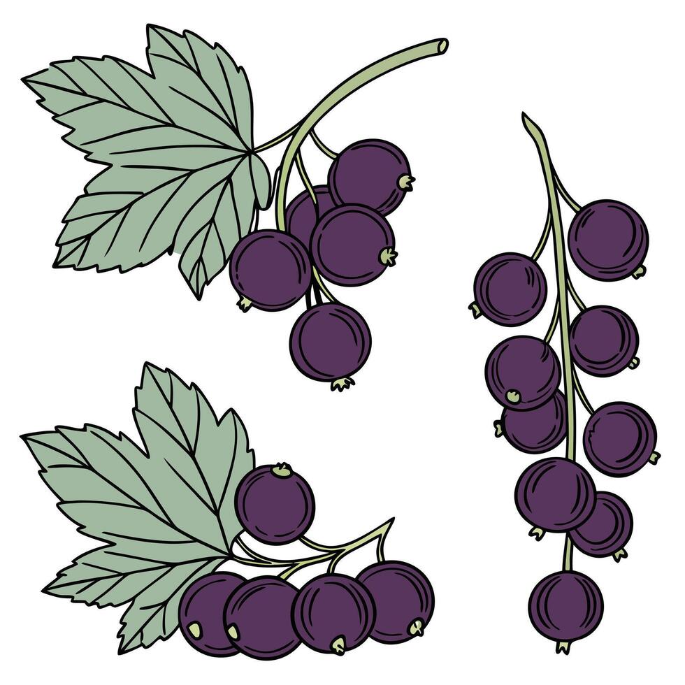 Collection set of Black currant In different perspectives vector