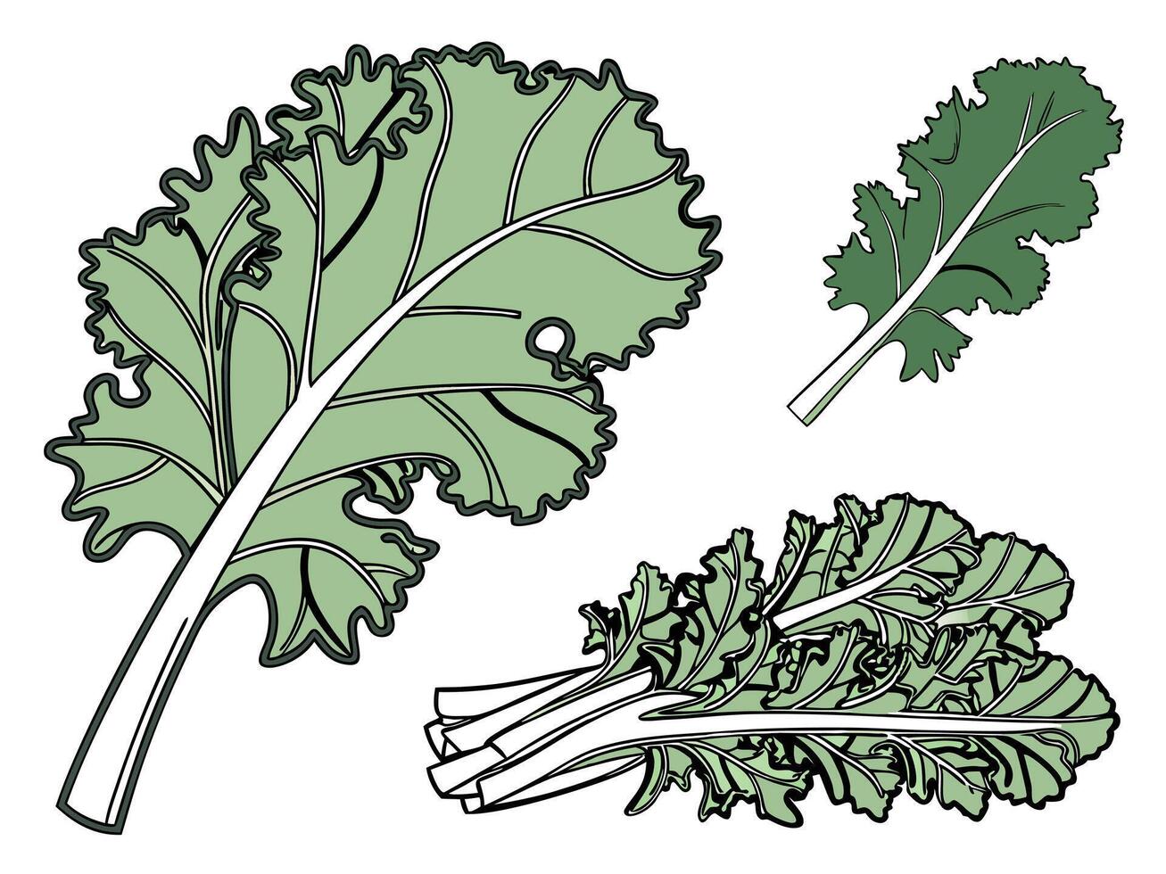 Collection set of Kale In different perspectives vector
