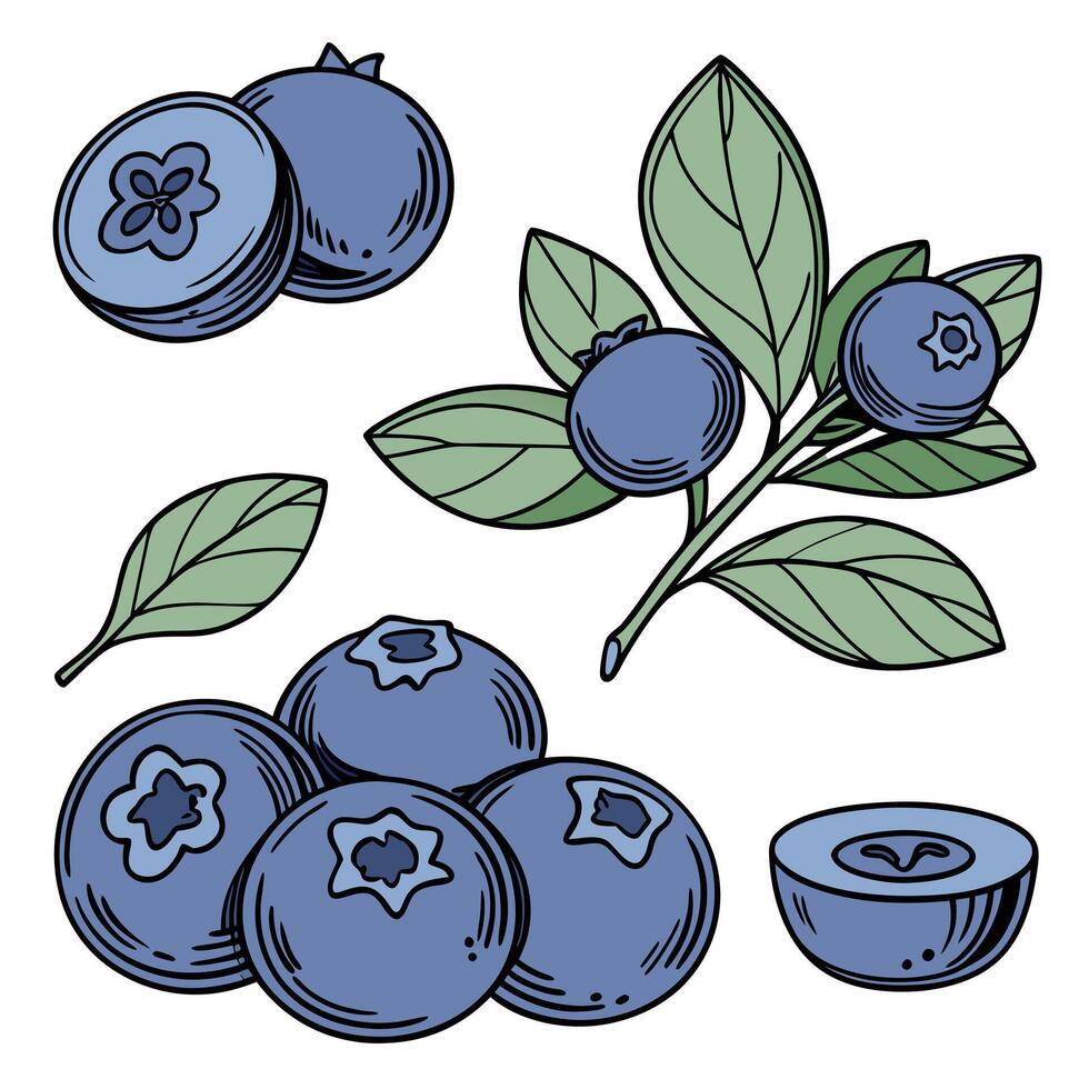 Collection of Blueberries In different perspectives vector