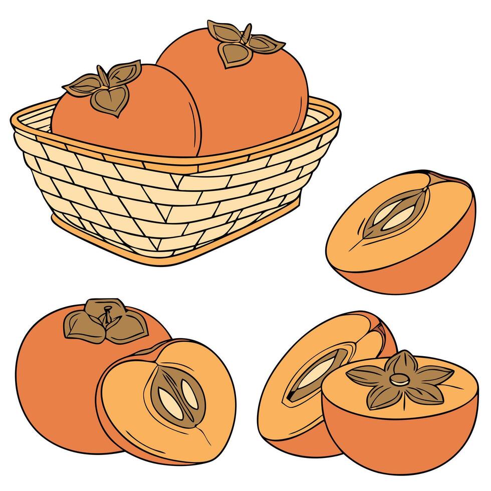 Illustration of, Collection set of Persimmon In different perspectives vector