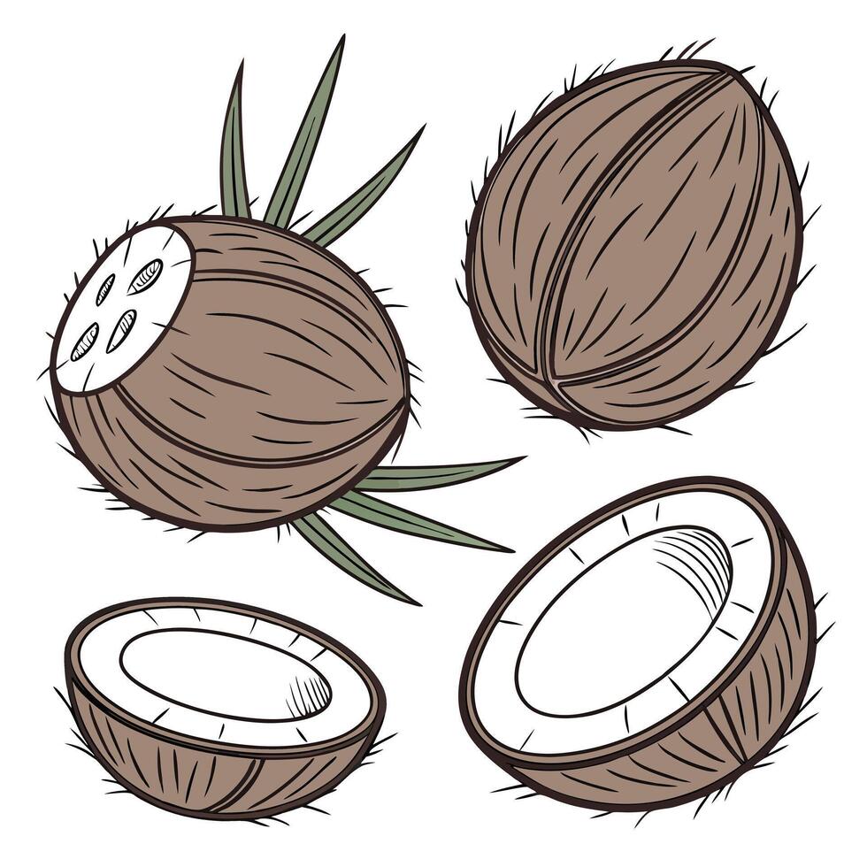 Collection set of Coconut In different perspectives vector
