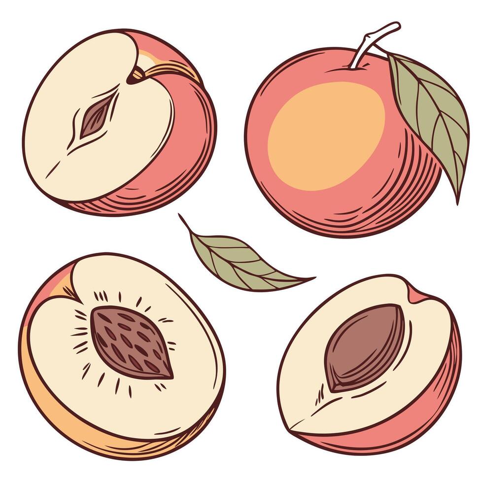 Collection set of Nectarine In different perspectives vector