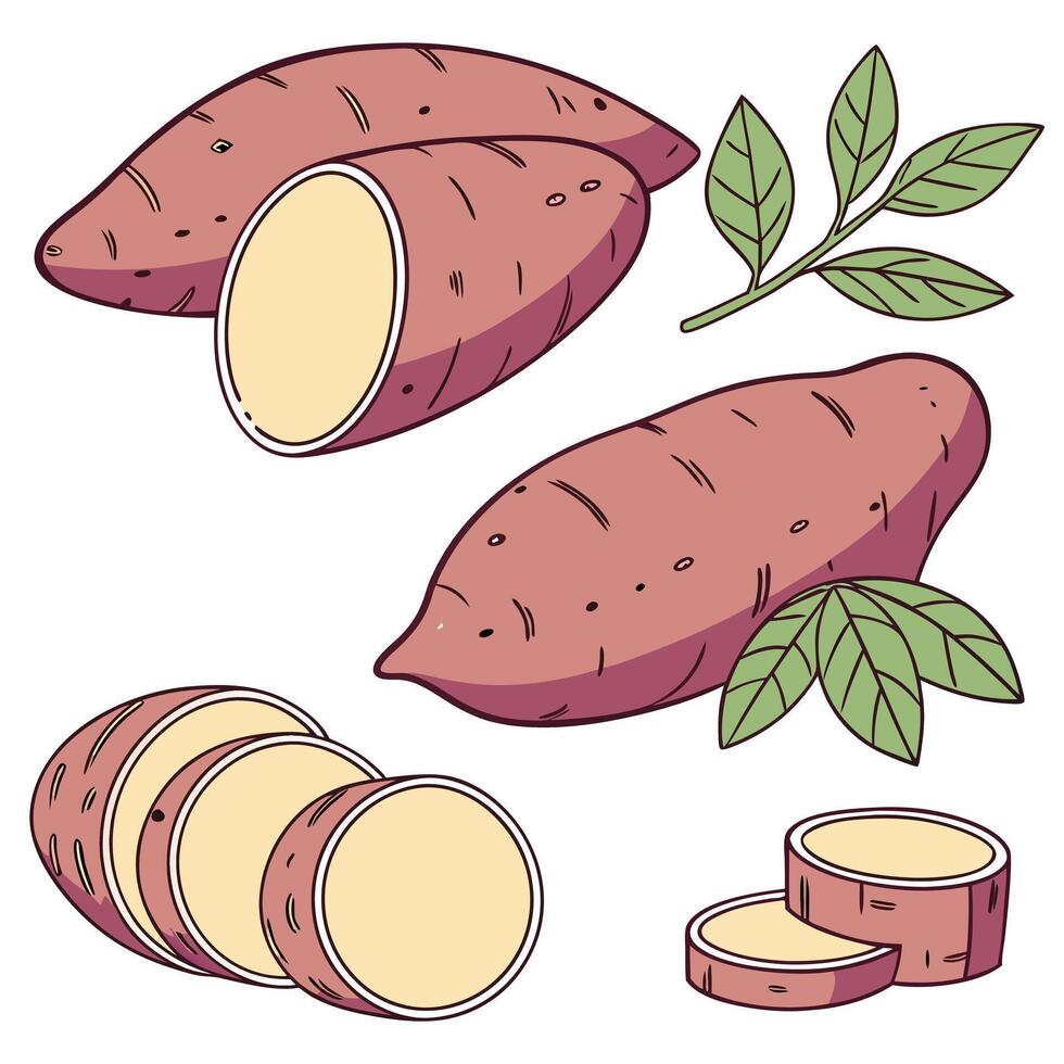 Collection set of Yams In different perspectives vector