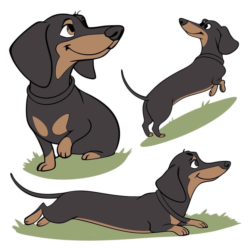 Collection set of Dachshund In different perspectives vector