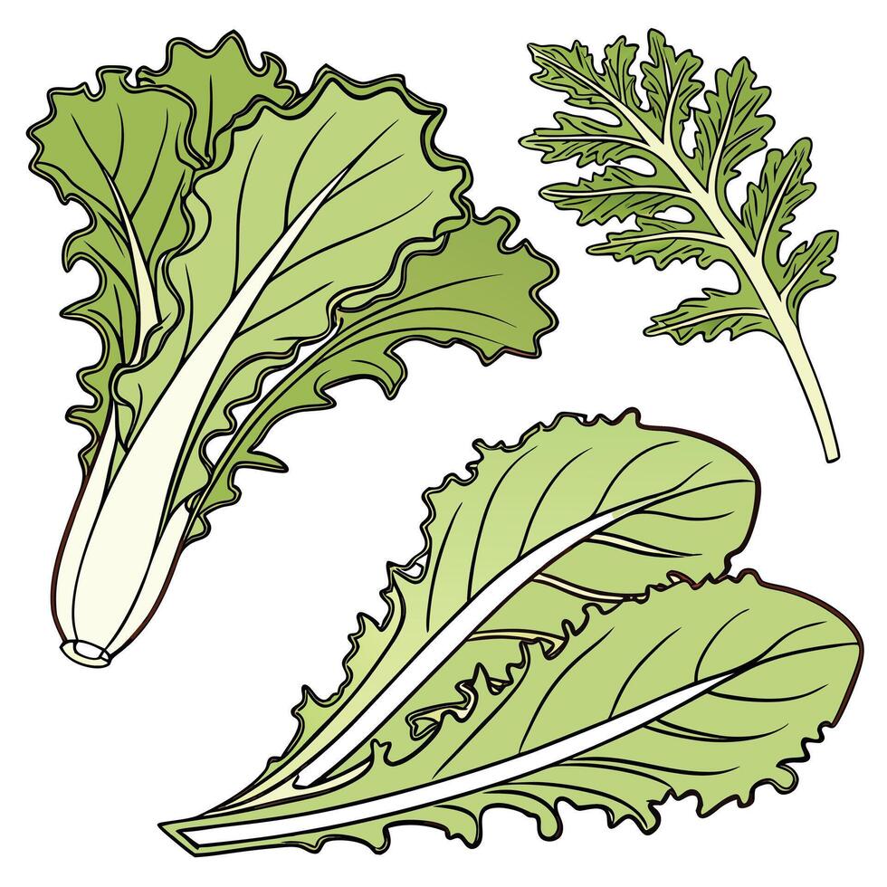 Collection set of Escarole In different perspectives vector