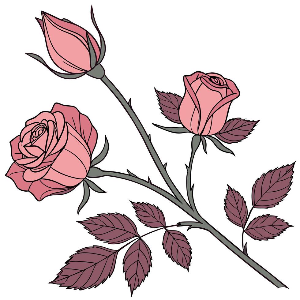 Red Rose Flower isolated on a white background vector
