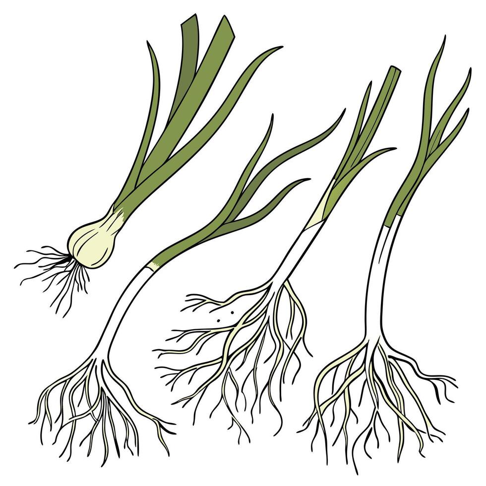 Collection set of Welsh onion root In different perspectives vector