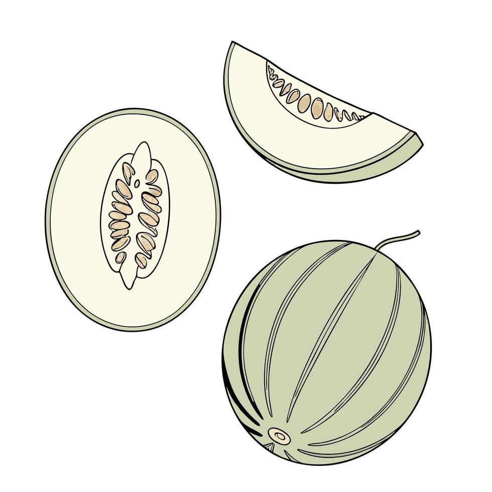 Collection set of melon In different perspectives vector