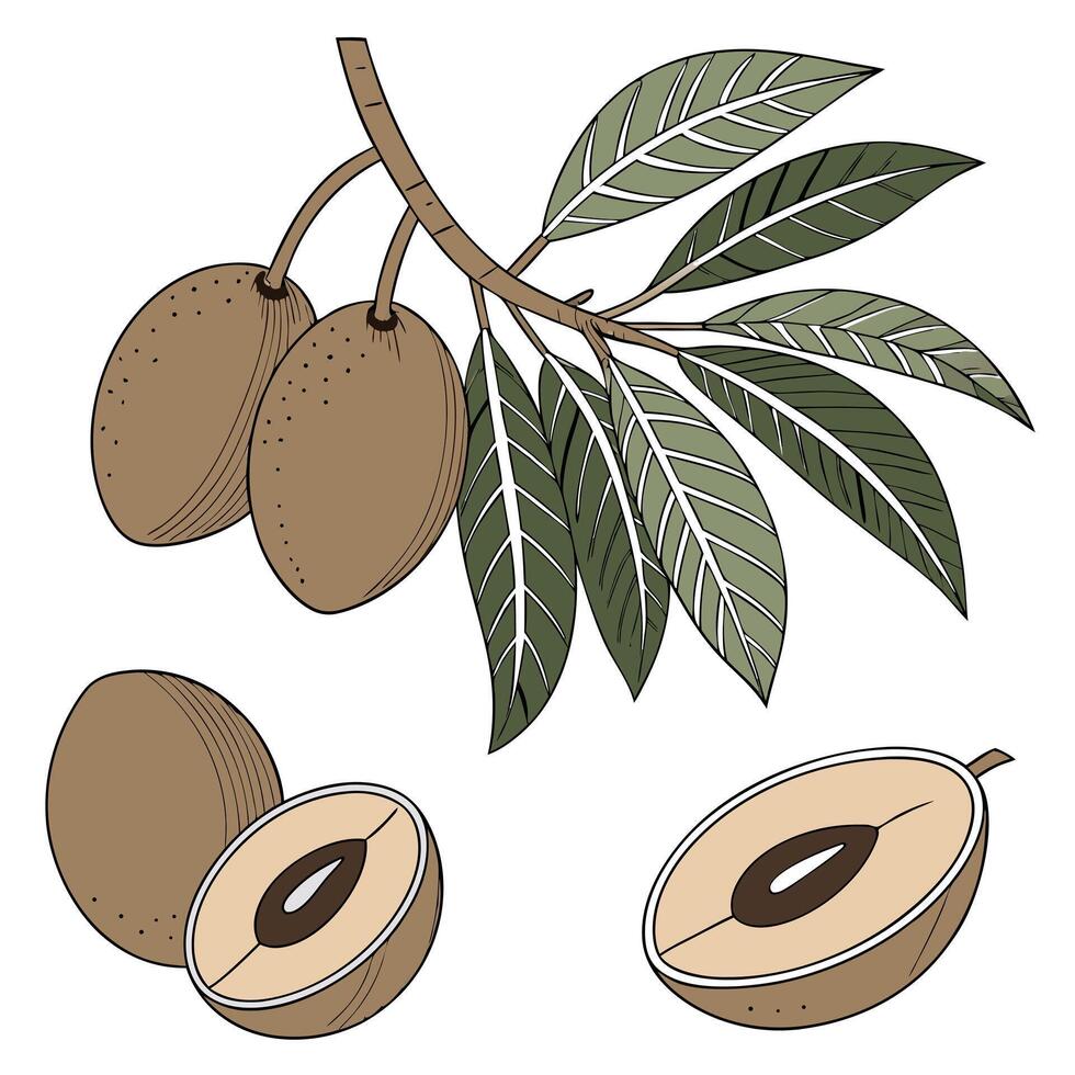 Collection of Sapodilla In different perspectives vector