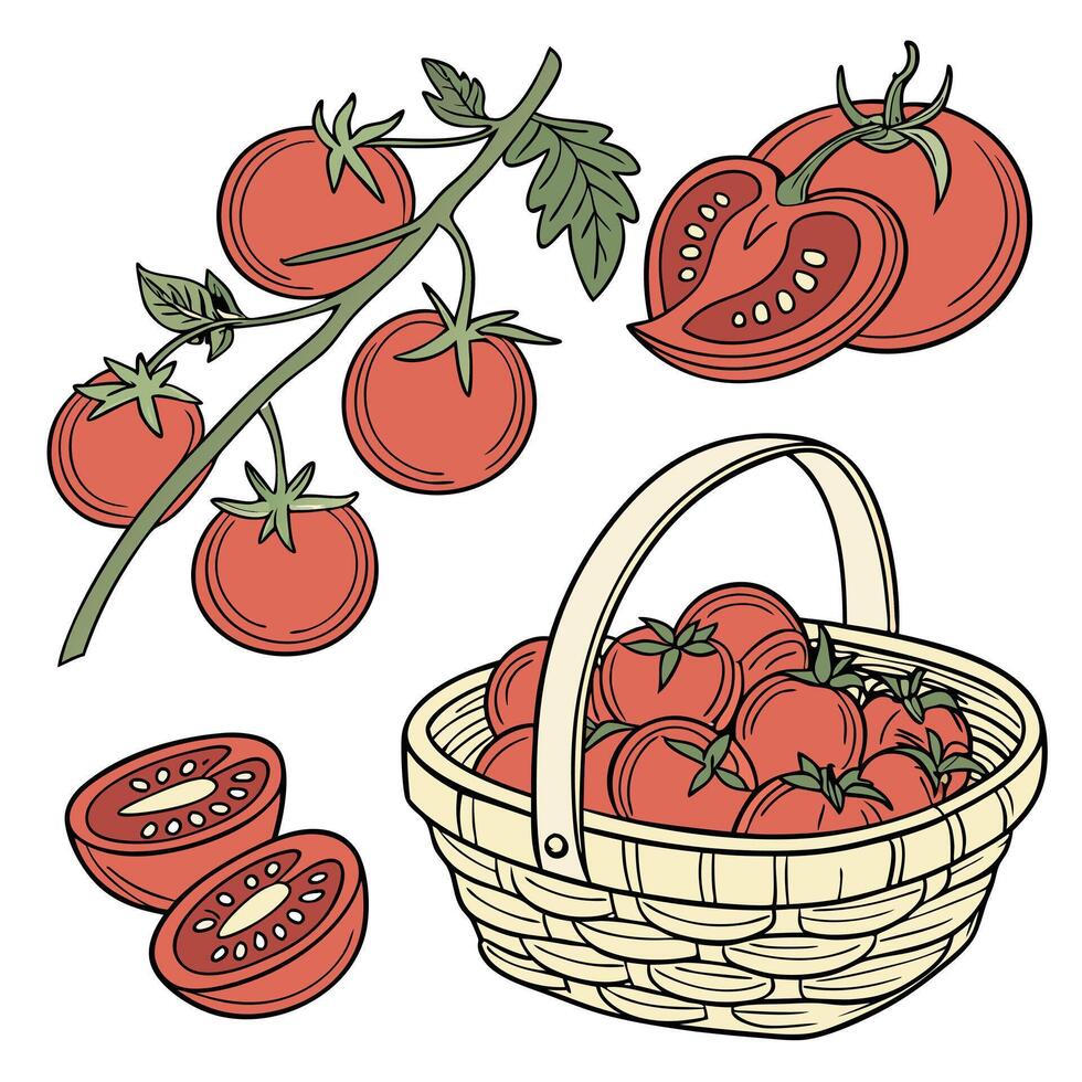 Collection set of Tomato In different perspectives vector