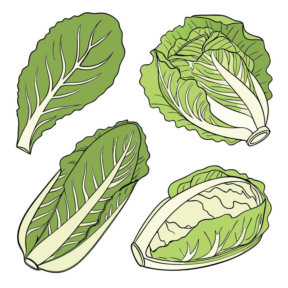 Collection of Lettuce In different perspectives vector