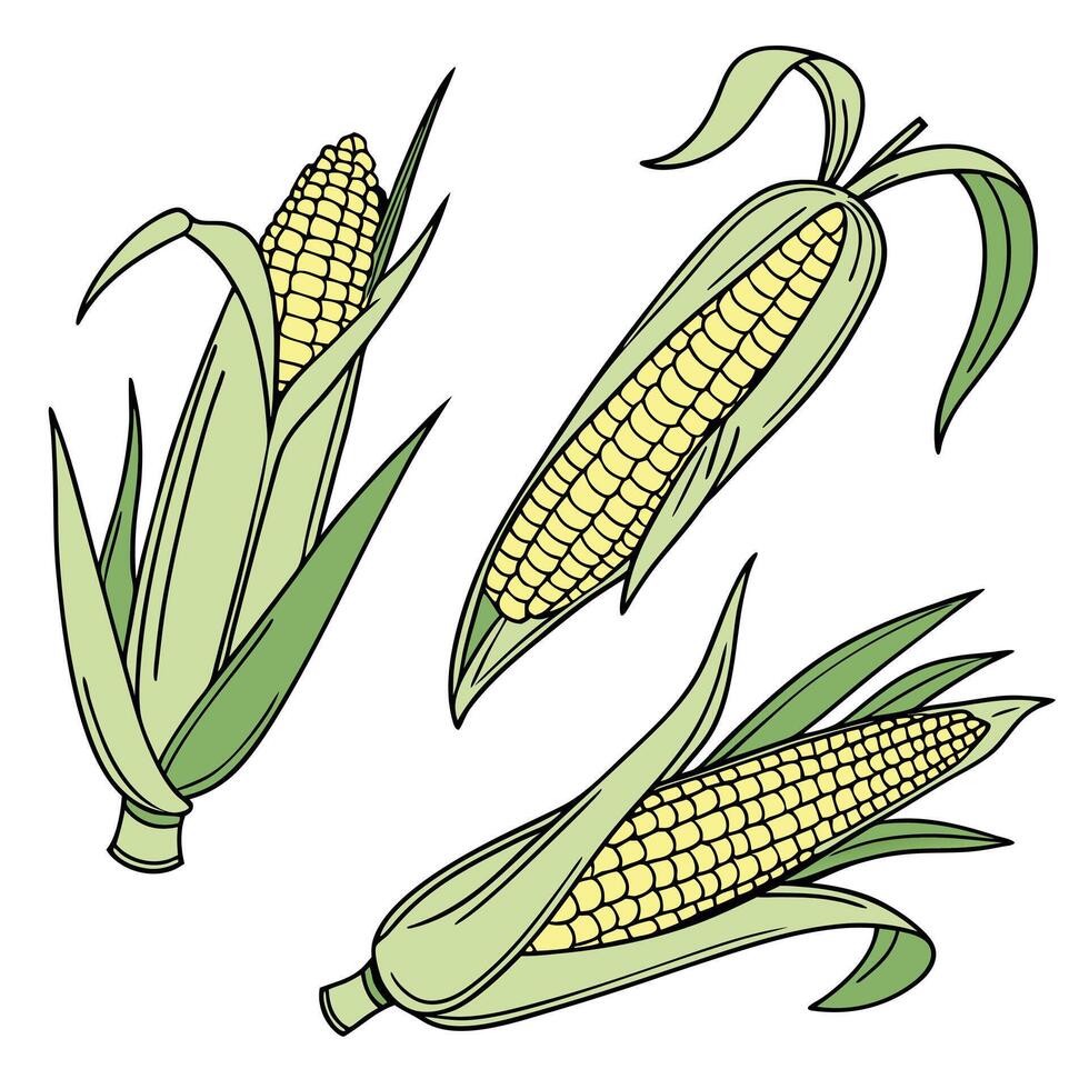 Collection set of Baby corn In different perspectives vector