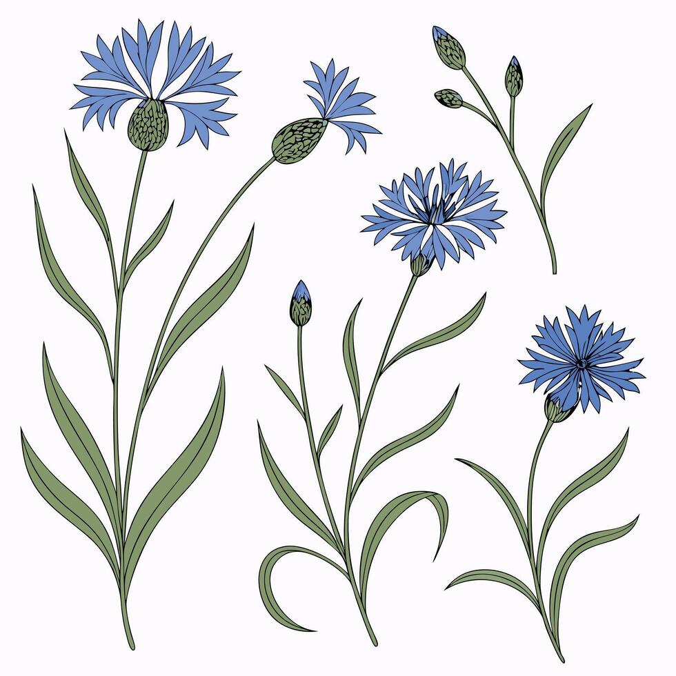 Collection set of cornflowers In different perspectives vector