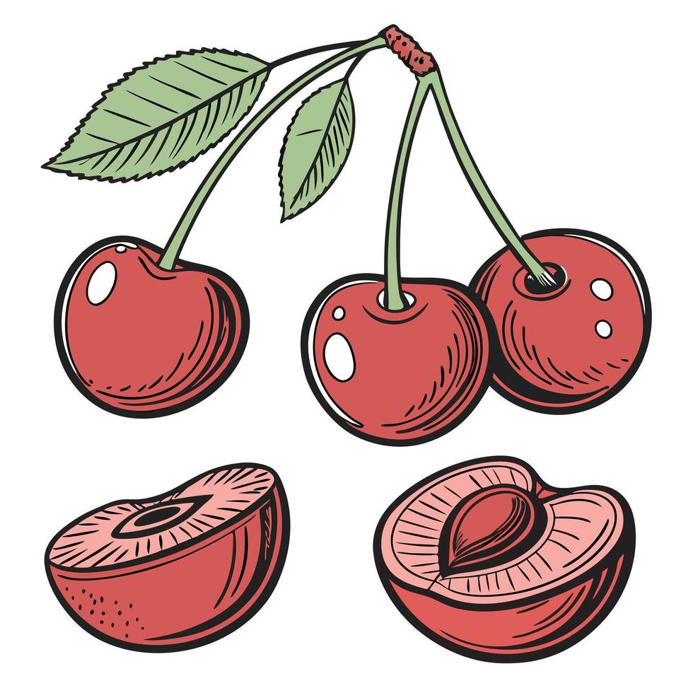 Collection set of Cherry In different perspectives vector