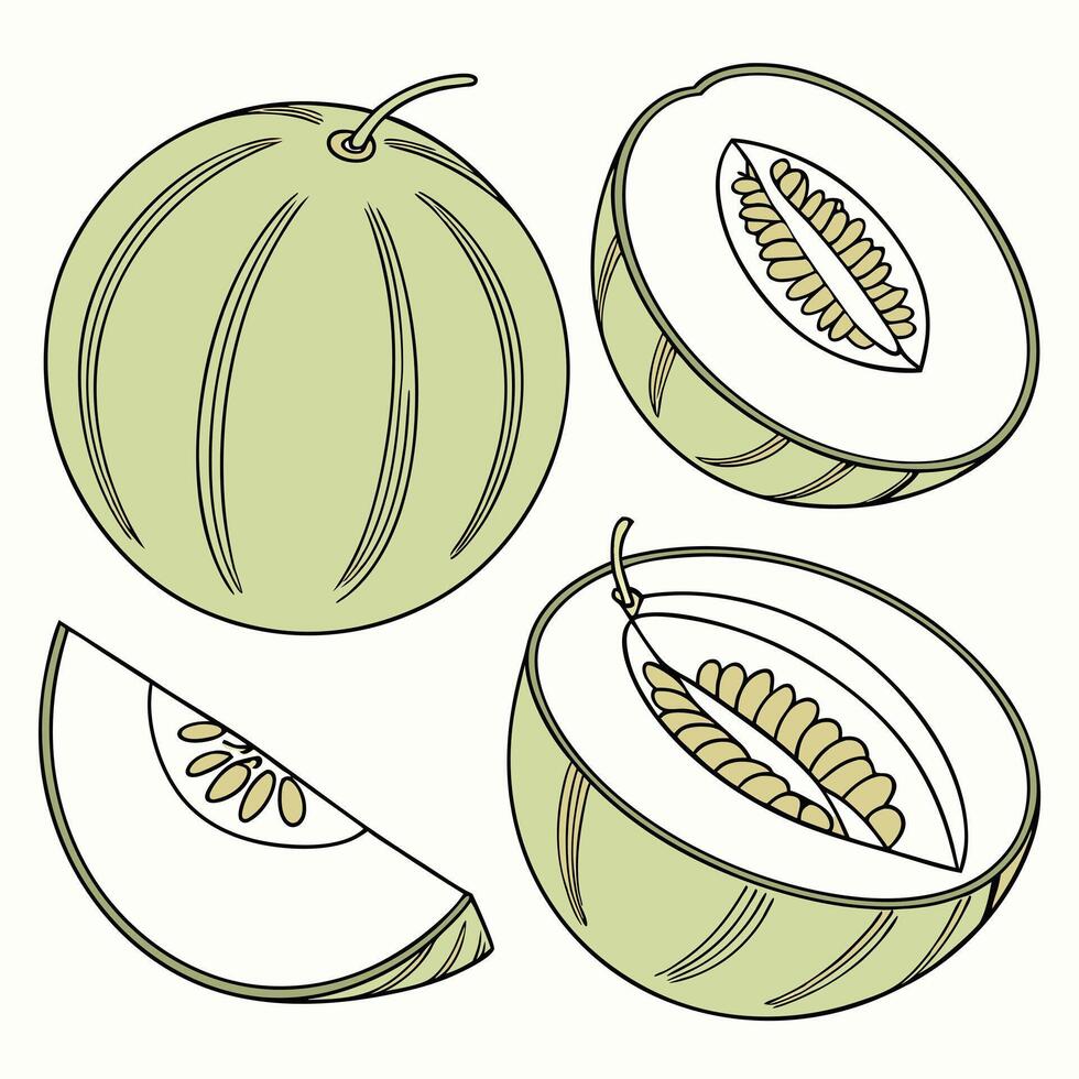 Collection set of Honeydew melon In different perspectives vector