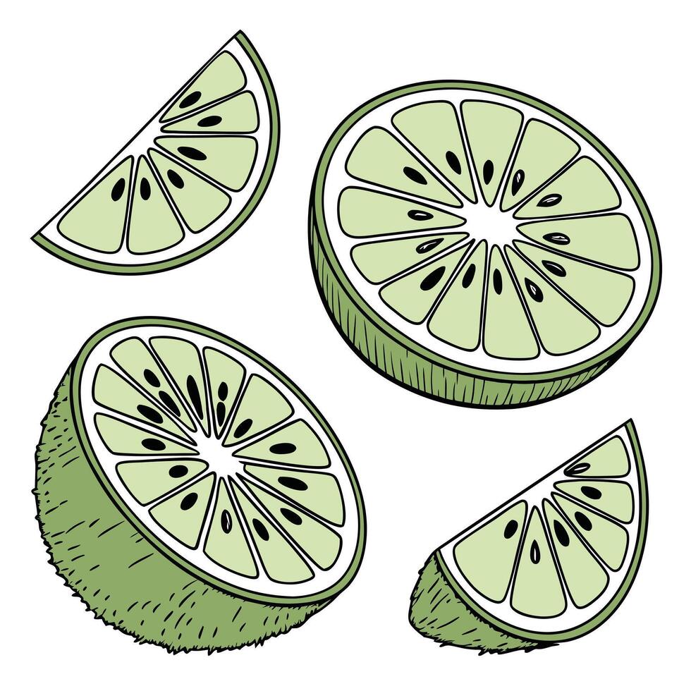 Collection of lime slide In different perspectives vector