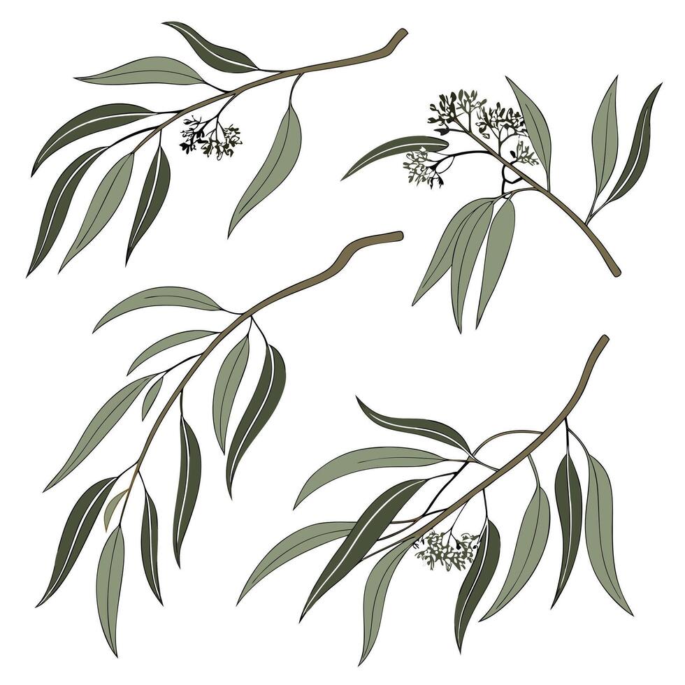Collection of A single eucalyptus branch In different perspectives vector