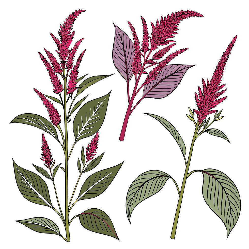 Collection set of Amaranth In different perspectives vector