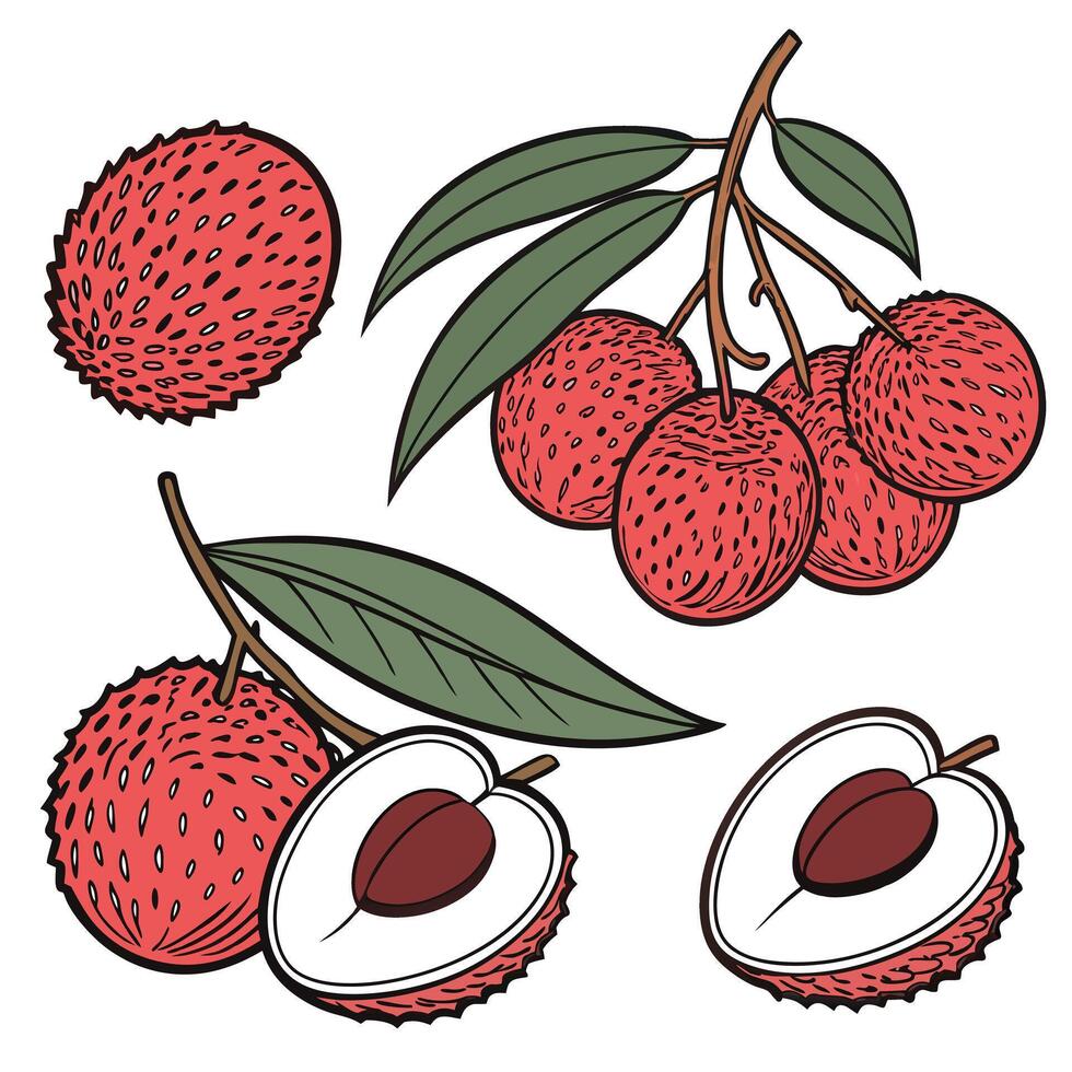Illustration of, Collection set of Lychee In different perspectives vector