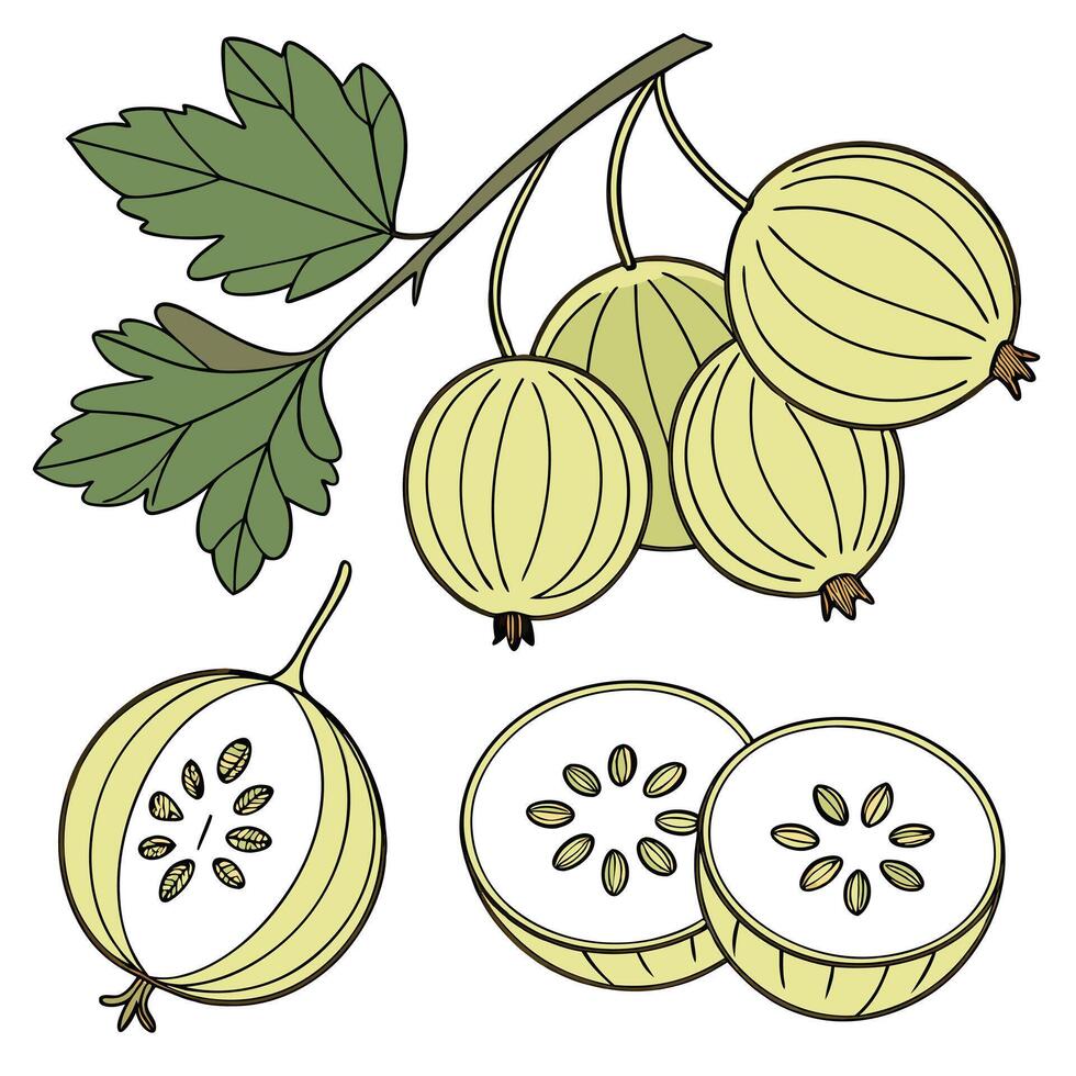 Collection set of Gooseberry In different perspectives vector