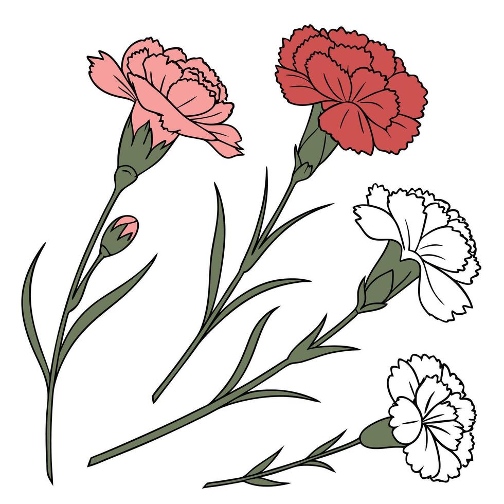 Collection set of Carnation, In different perspectives vector