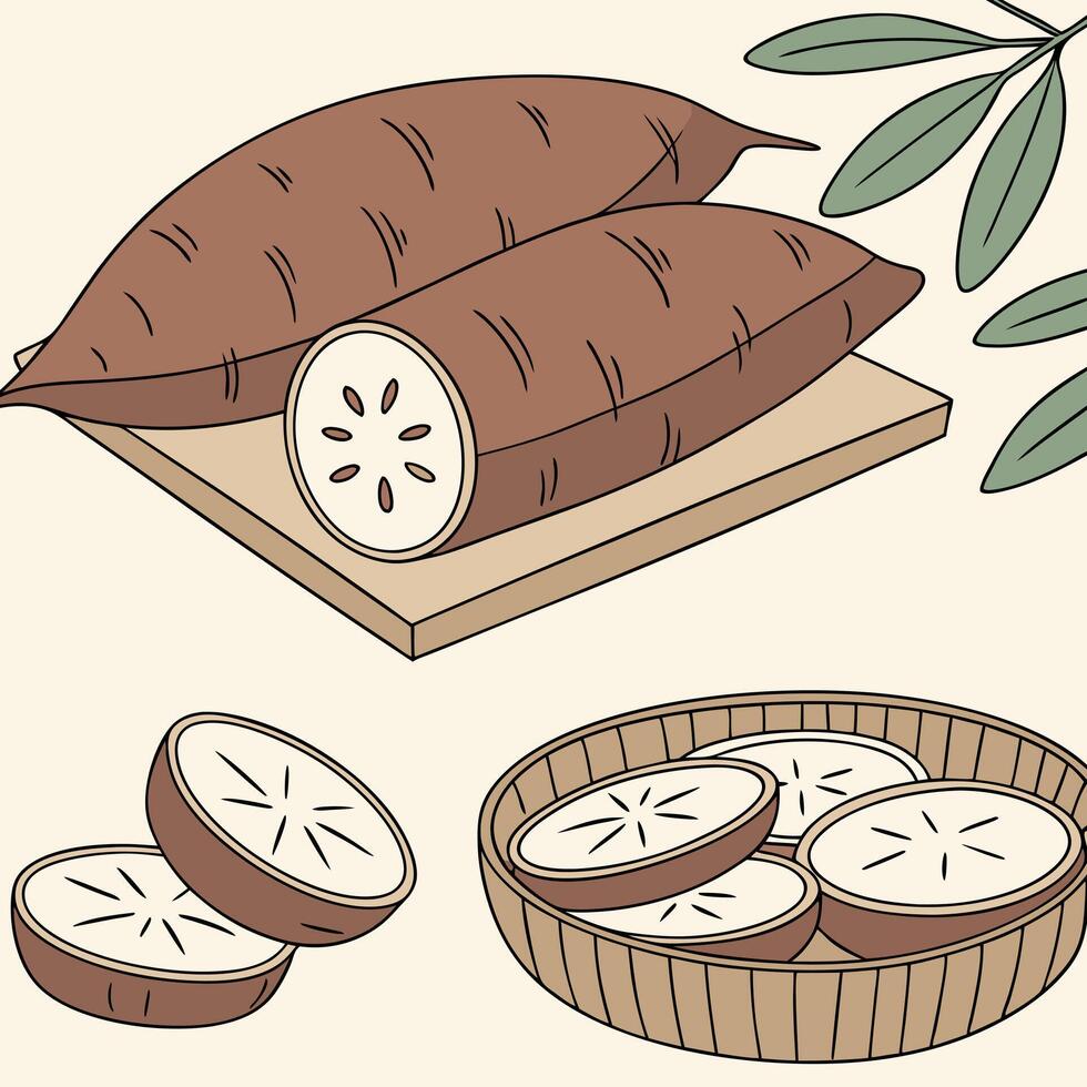 Collection of Yacon In different perspectives vector