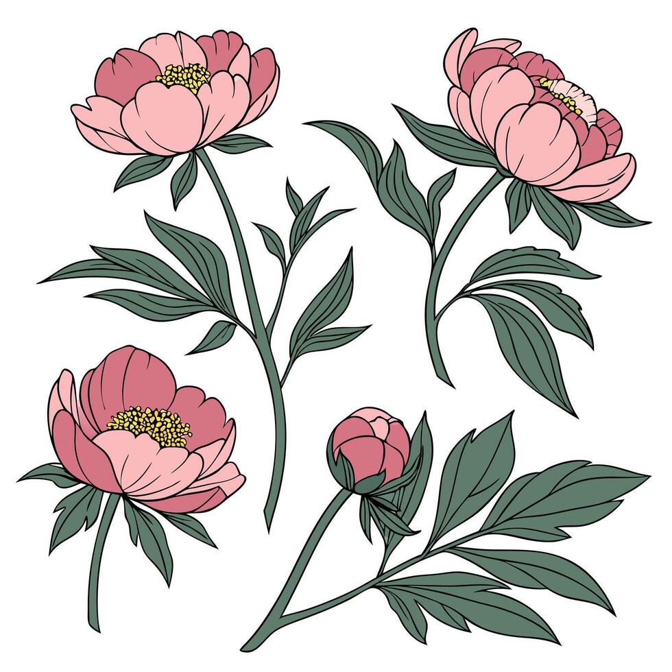 Collection set of Peony In different perspectives vector