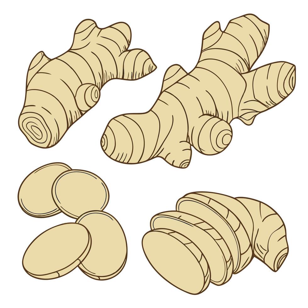 Collection of Ginger In different perspectives vector