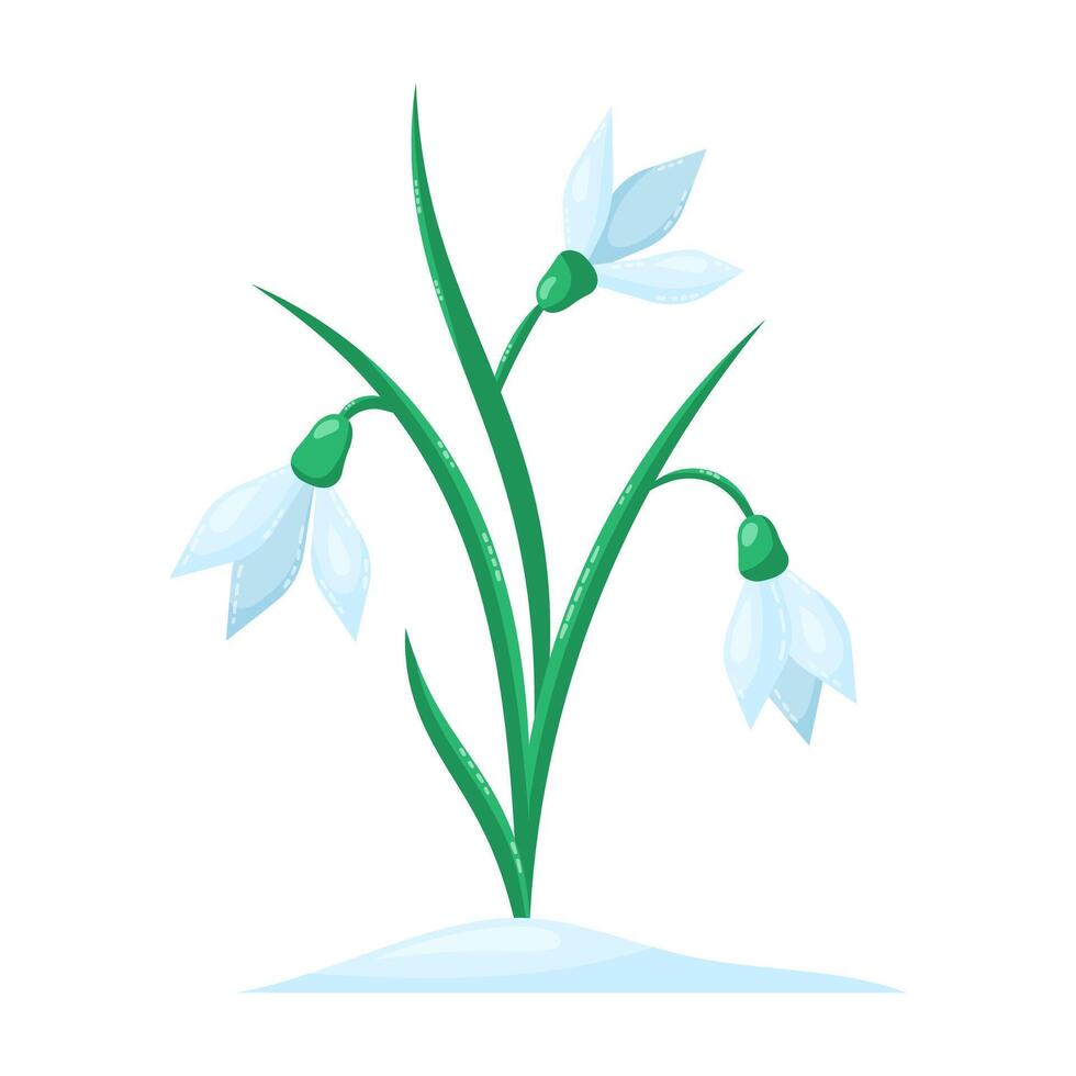 Snowdrops isolated on white background. Spring flowers. Isolated illustration. vector