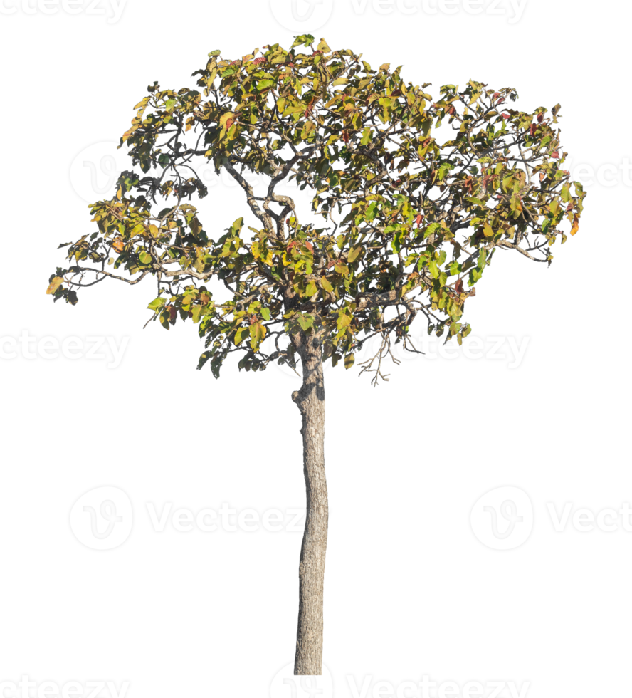 trees isolated on transparent background. Cutout deciduous trees in summer. High quality clipping mask for professional composition. png