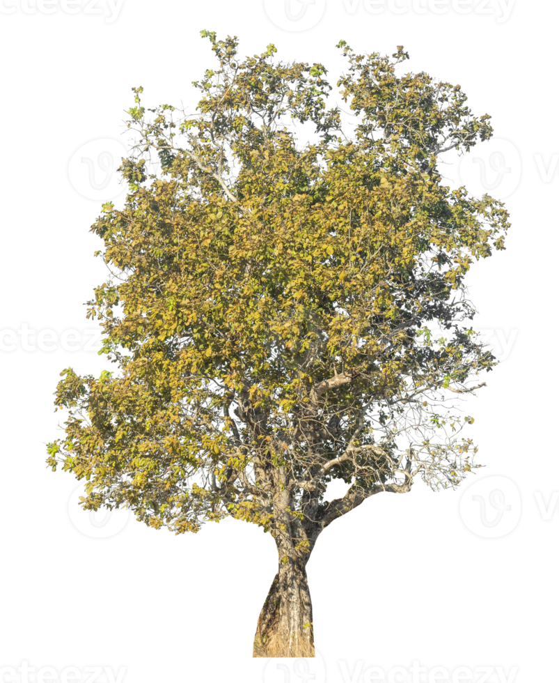 tree isolated on transparent background. Cutout deciduous tree in summer. png