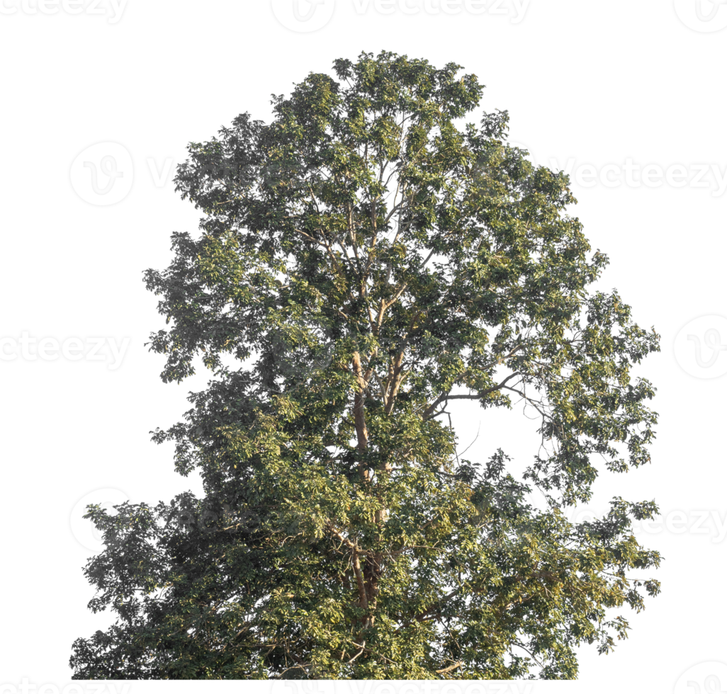 tree isolated on transparent background. single autumn tree isolated on transparent background png