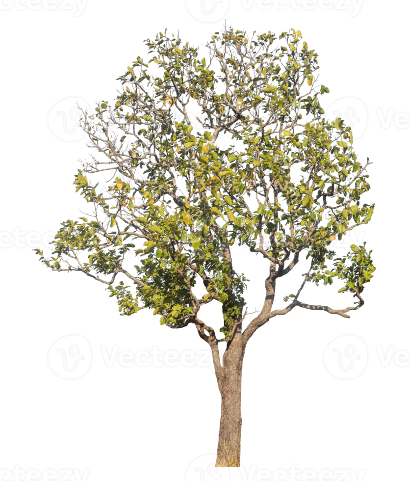 Green tree isolated on transparent background with clipping path,single autumn tree isolated on transparent background png
