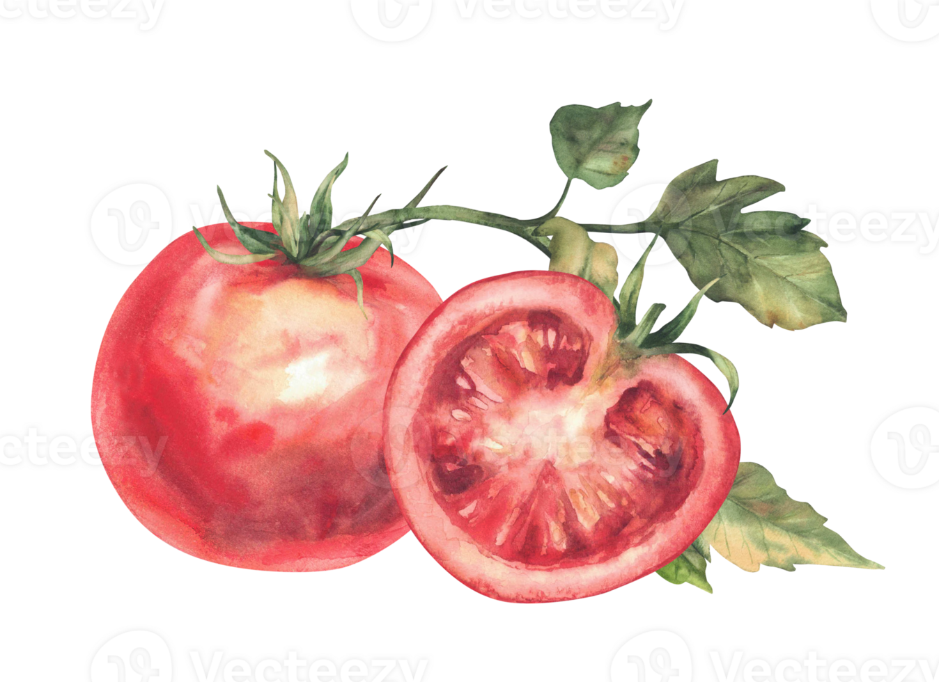 Red tomato vegetable branch. Watercolor illustration isolated on white. Whole and half sliced fruit with green leaves. Hand drawn food sketch Realistic clipart for farm plats eco product label menu png