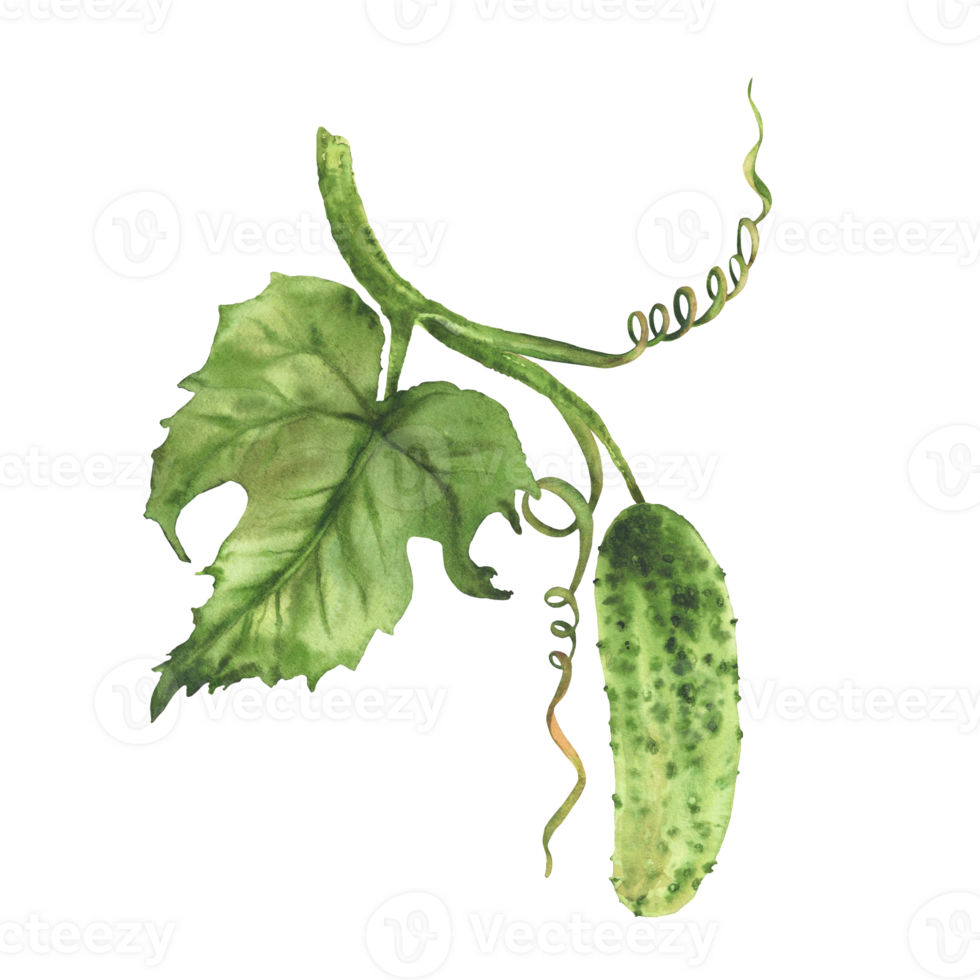 Watercolor realistic Cucumber plant with green leaf and curling tendril and buds hanging on vine. Hand drawn botanical illustration of growing vegetable for farming, gardening Isolated from background png