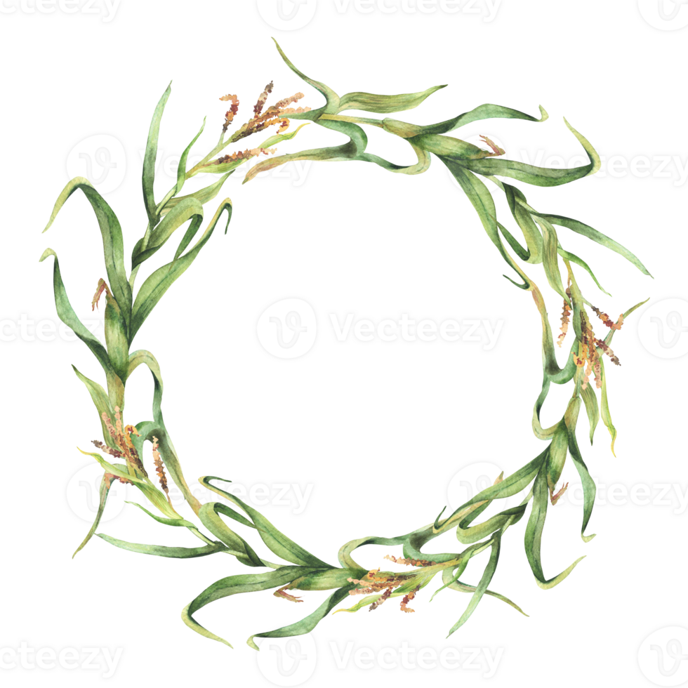 Corn plant wreath. Green maize plant with corncob, flowers and green leaves round frame. Botanical watercolor circle template. Realistic hand painted isolated from background illustration for farming. png