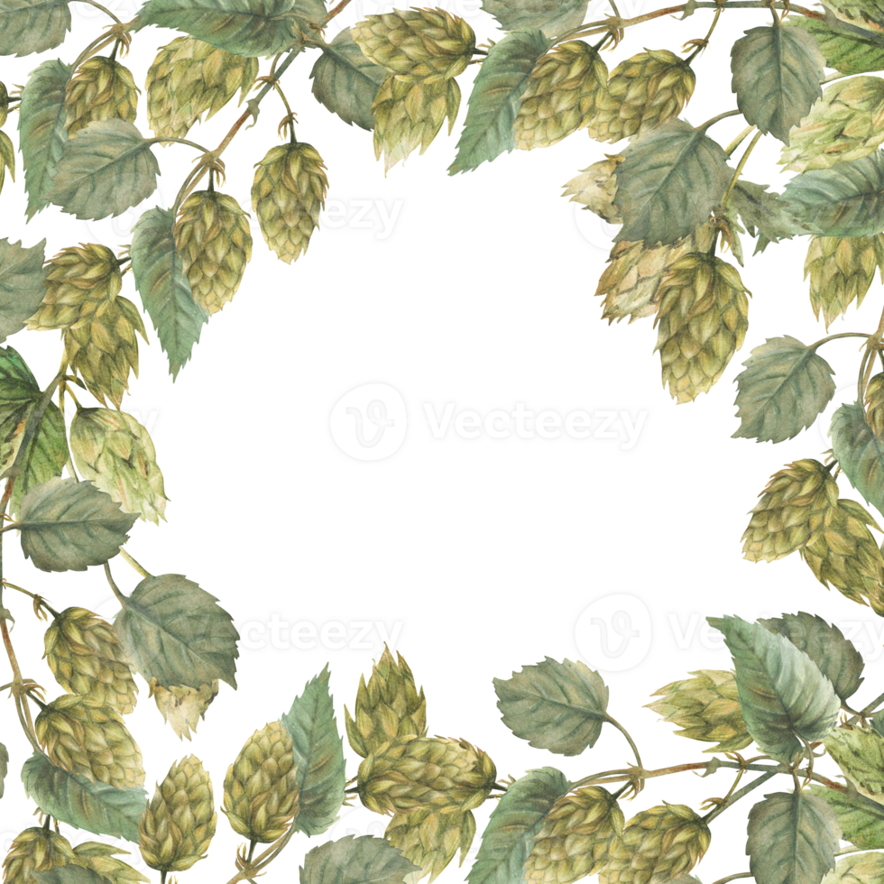 Watercolor hops branch squarecframe. Hop bitter leaves and green cones plant curly twig stem. Floral Hand drawn illustration for beer label, brewing industry template. Clipart isolated from background png