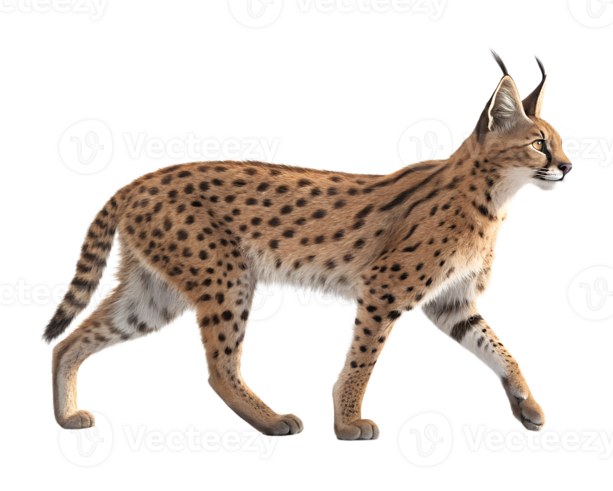 Caracal walking, isolated on a transparent background png