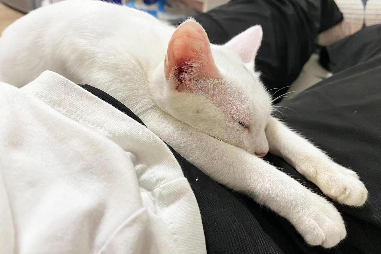 White purebred cat sleeps. Clean and neat cat rests in cozy and warm place. photo