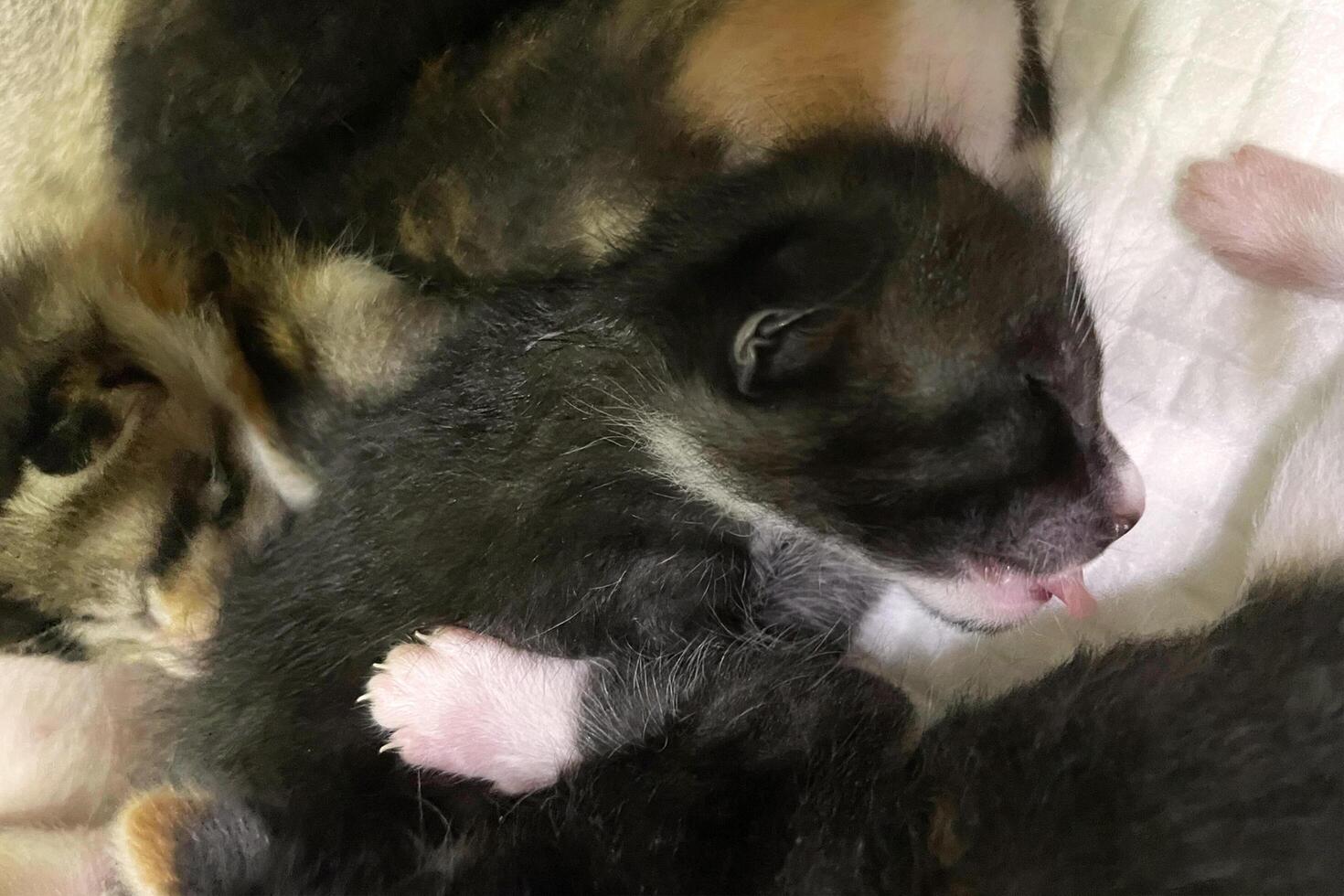 Close-up of kittens sucking milk from mother cat . Pets. Felines photo