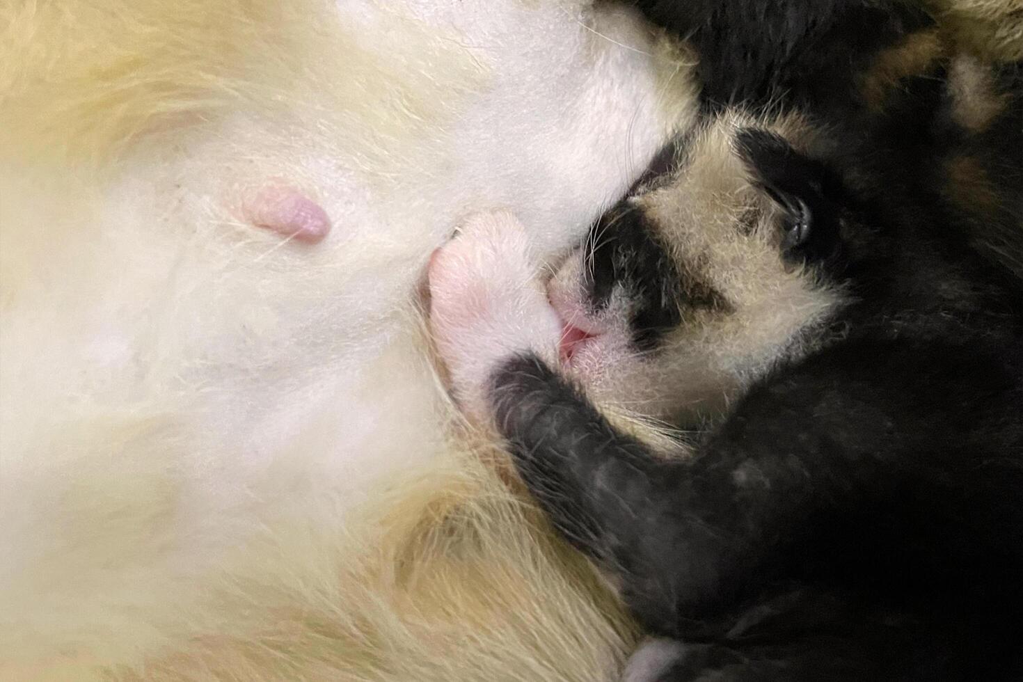 Close-up of kittens sucking milk from mother cat . Pets. Felines. photo