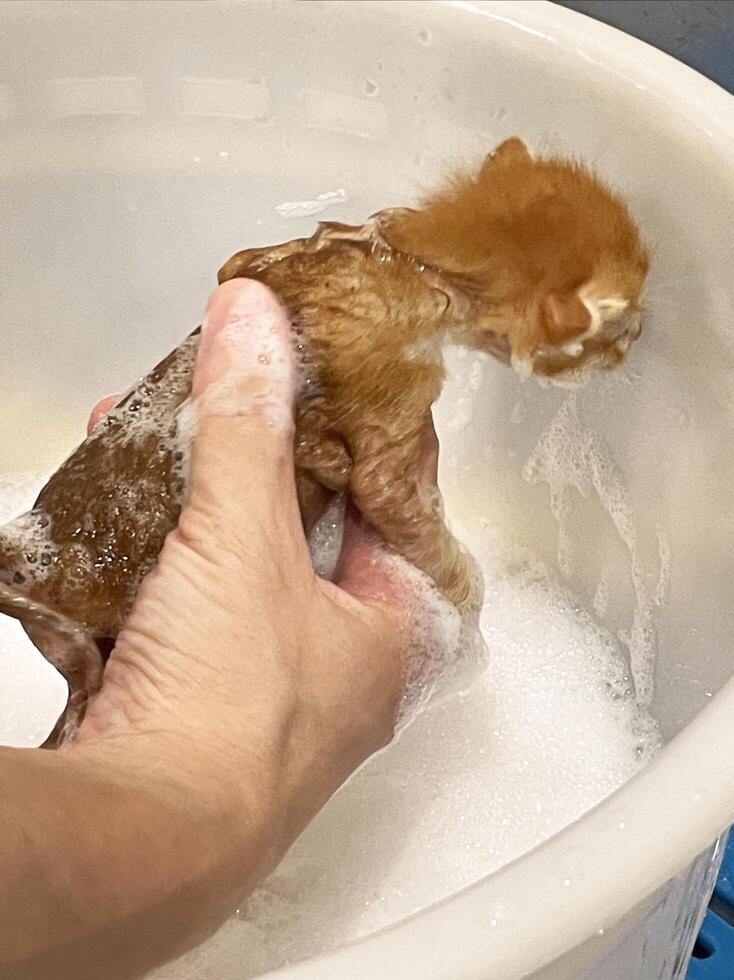 New born kitten. cat grooming. Funny cat taking shower or bath. washing cat. Pet hygiene concept. Wet photo