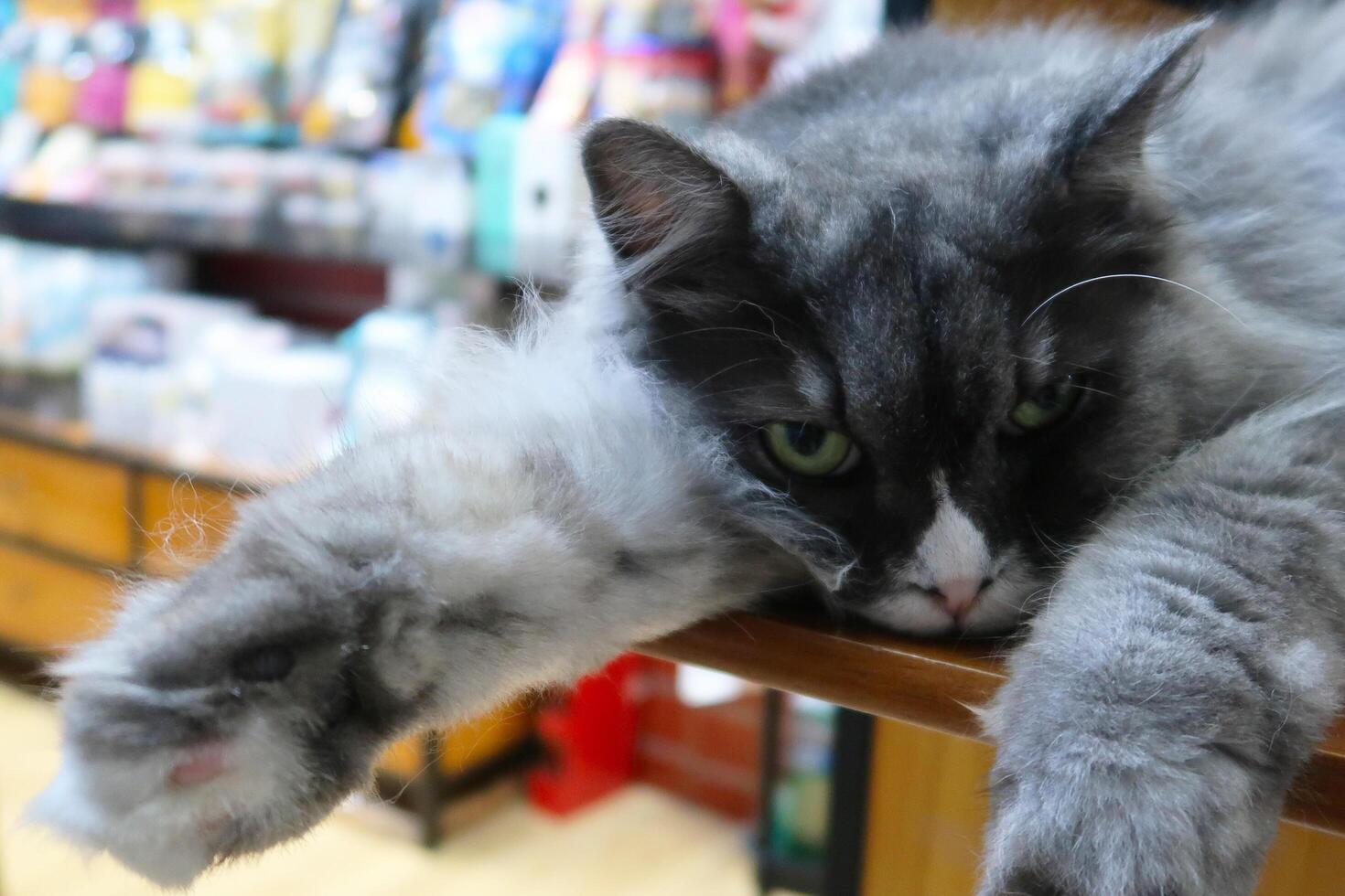 A serious gray long hair cat on the table in a pet store against the background of shelves with food. A store of healthy food for pets photo