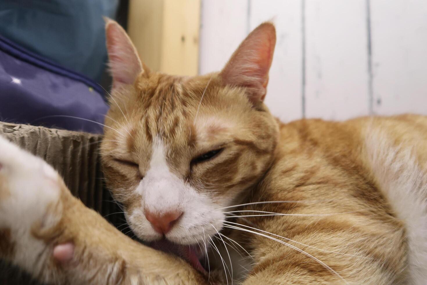 fluffy orange cat squints while lying on the bed in the rays of the morning sun. Comfortable sleep. licking hair. cleaning photo