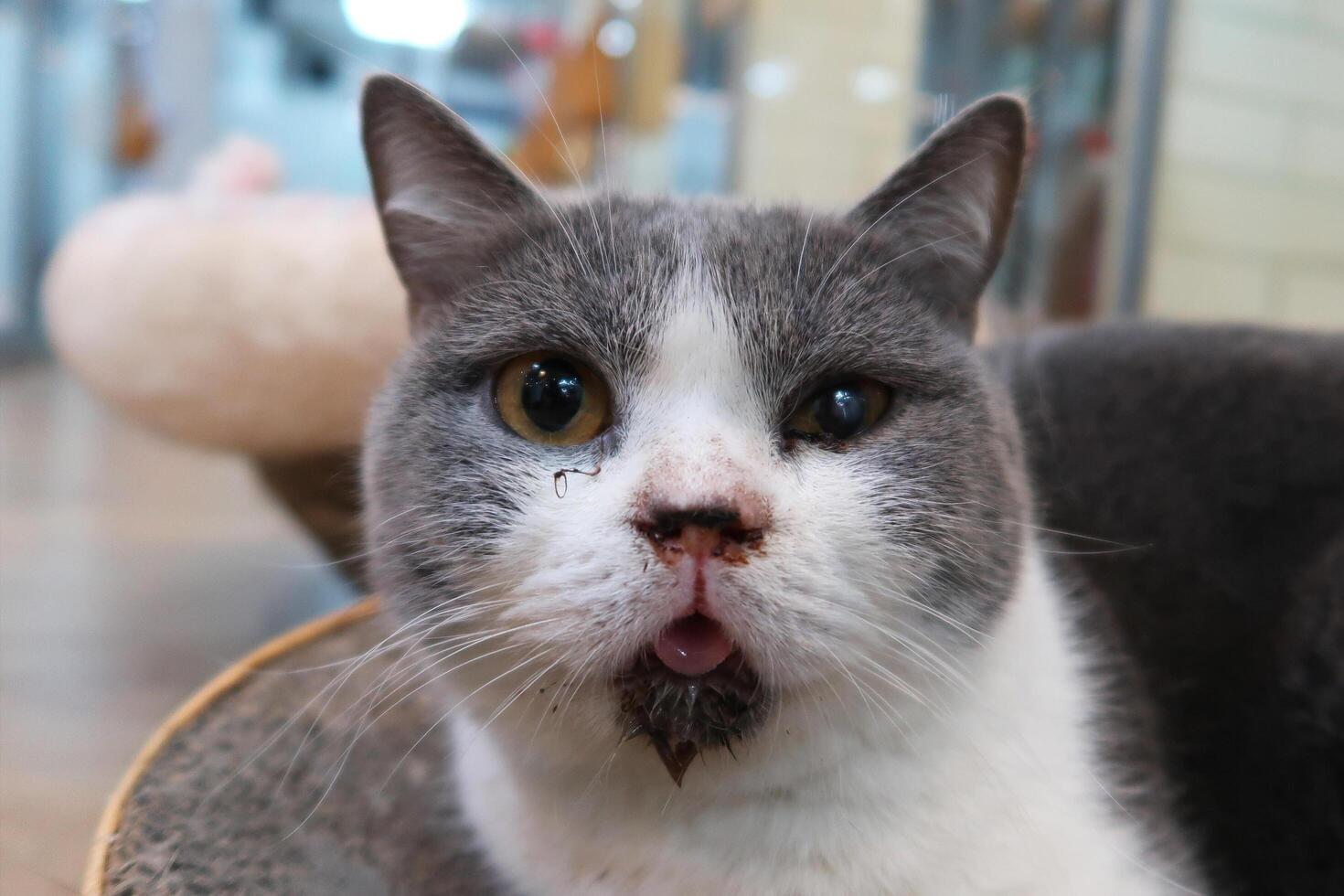 Cat with scabies disease that attacks the mouth and ears. Cat with eye infection looking at camera. Sick Cat eye half close from pain. photo