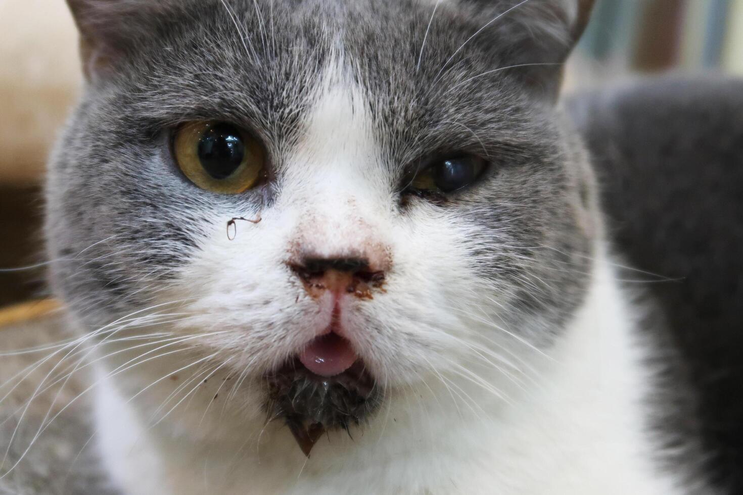 Cat with scabies disease that attacks the mouth and ears. Cat with eye infection looking at camera. Sick Cat eye half closed from pain photo