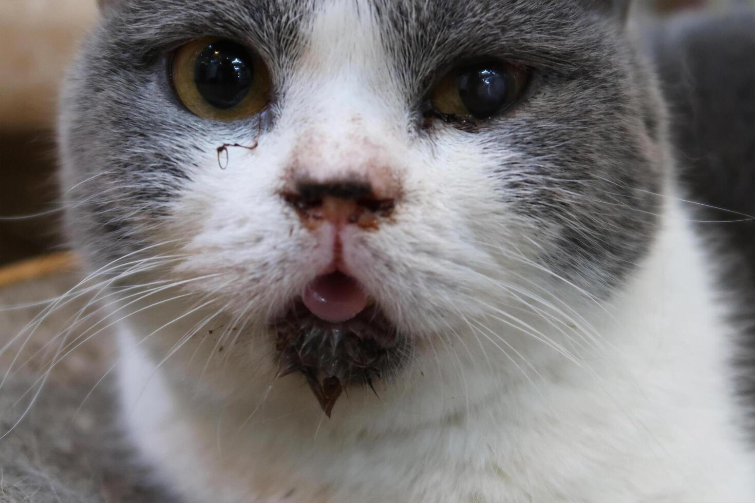 Cat scabies disease that attacks the mouth and ears. Cat with eye infection looking at camera. Sick Cat eye half closed from pain. photo