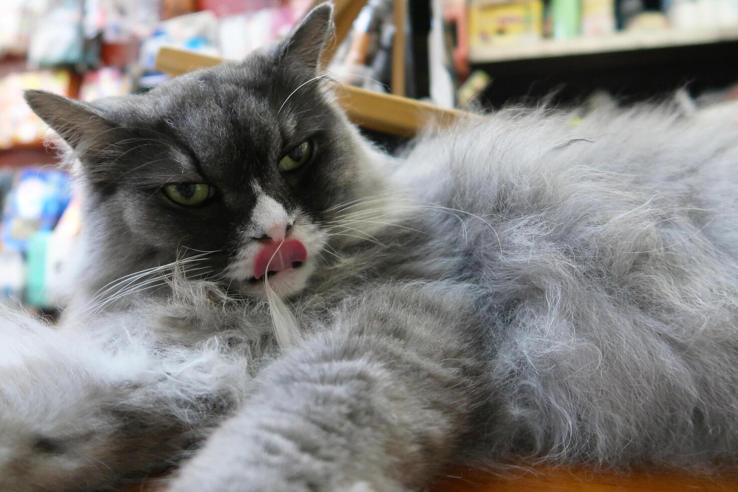 Cute cat licking his paw on couch. A serious gray long hair cat on the table in a pet store against the background of shelves with food. photo