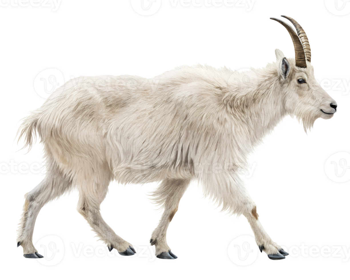 Mountain Goat walking, isolated on a transparent background png