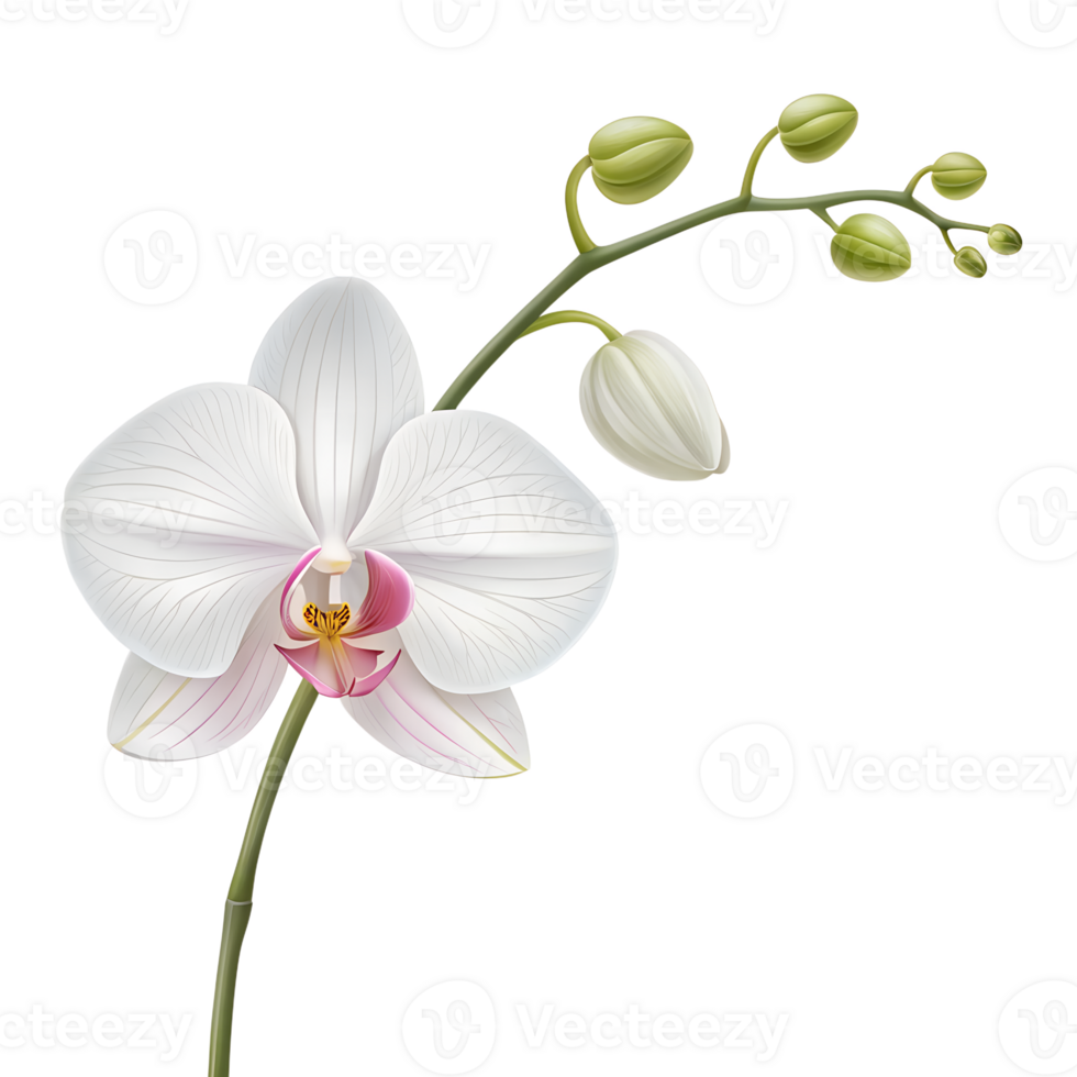 3D icon, Minimalistic Orchid Icon isolated on a transparent background png